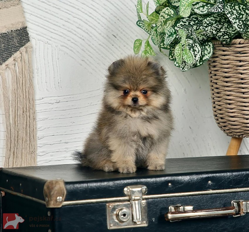 Prodám čistokrevného pomeraniana
