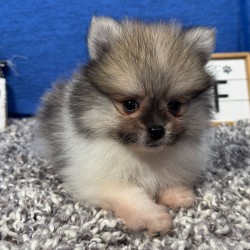 Prodám čistokrevného pomeraniana