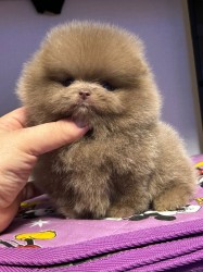 Prodám čistokrevného pomeraniana