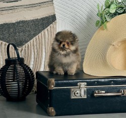 Prodám čistokrevného pomeraniana