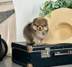 Prodám čistokrevného pomeraniana