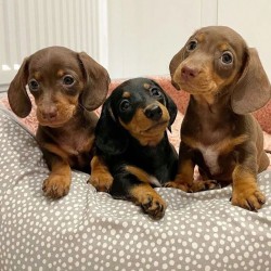 Inzerce psů Jezevčík hladkosrstý trpasličí bez PP