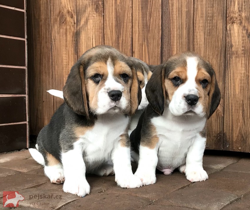 Štěňata čistokrevného bígla
