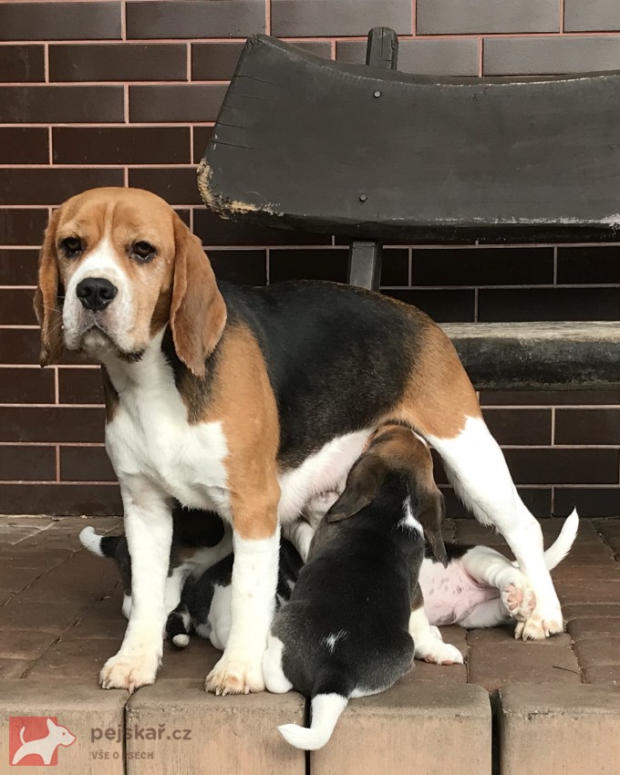 Štěňata čistokrevného bígla