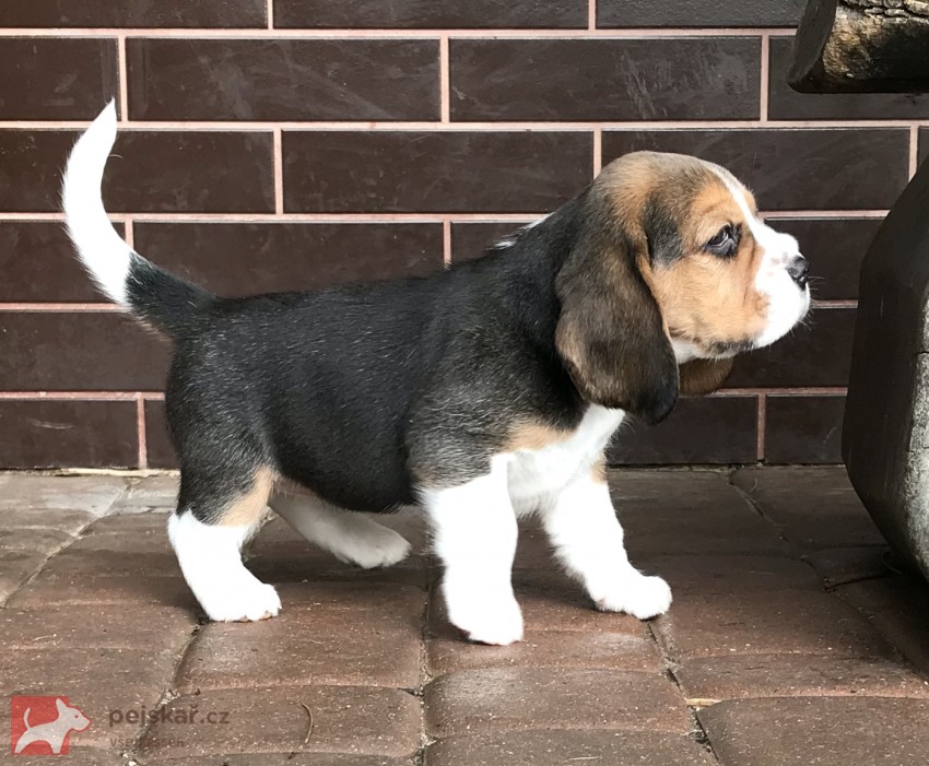 Štěňata čistokrevného bígla