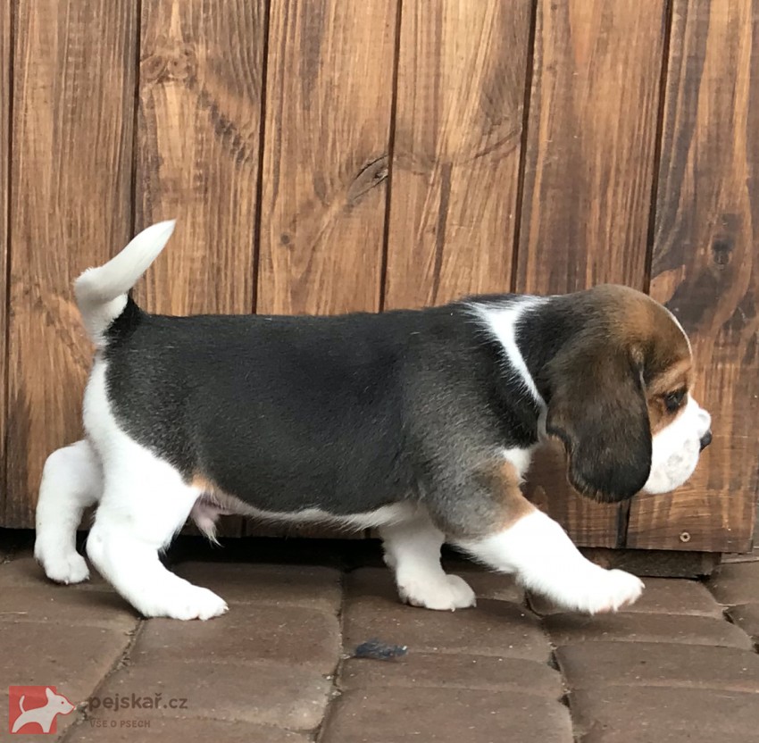 Štěňata čistokrevného bígla