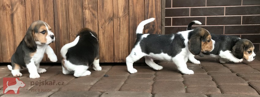 Štěňata čistokrevného bígla