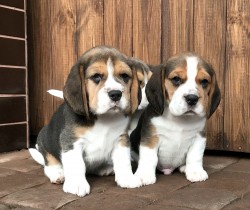 Inzerce psů Štěňata čistokrevného bígla