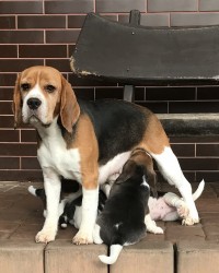 Štěňata čistokrevného bígla