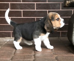 Štěňata čistokrevného bígla