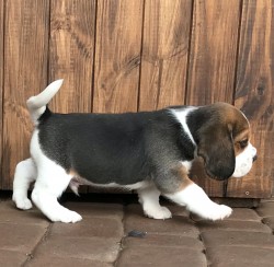 Štěňata čistokrevného bígla