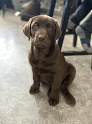 Inzerce psů Prodám labradorského retrívra.