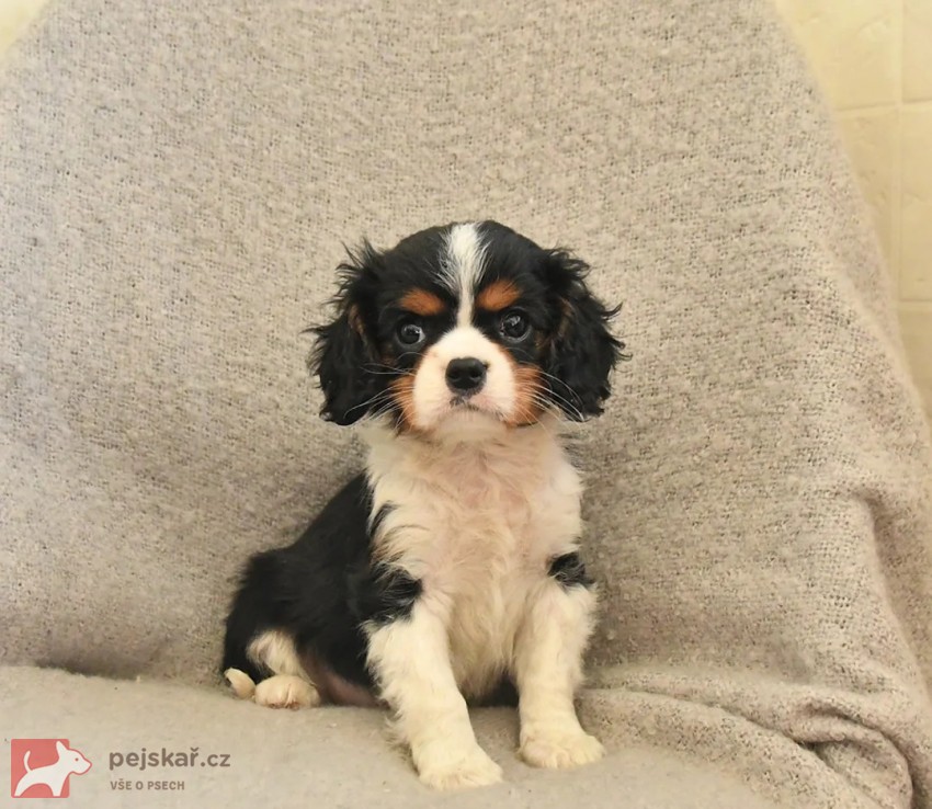 Kavalír King Charles španěl fenka s PP k odběru