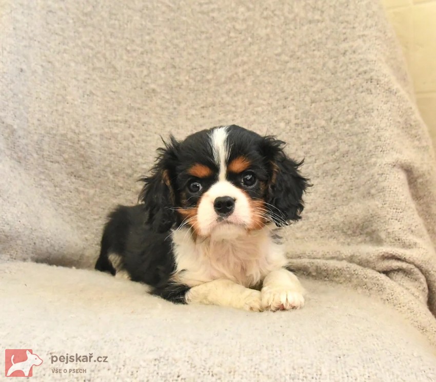 Kavalír King Charles španěl fenka s PP k odběru