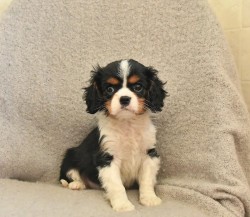 Inzerce psů Kavalír King Charles španěl fenka s PP k odběru