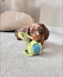 Inzerce psů Jezevčík trpasličí hladkosrstý