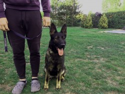 Inzerce psů Německý ovčák fena na hlídání