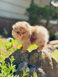 Inzerce psů Prodáme rozkošného pomeraniana