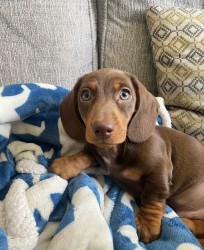 Inzerce psů Prodám štěňátko Jezevčík, hladkosrstý fenečka.