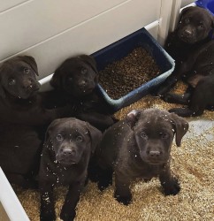 Inzerce psů K dispozici labradorský retrívr