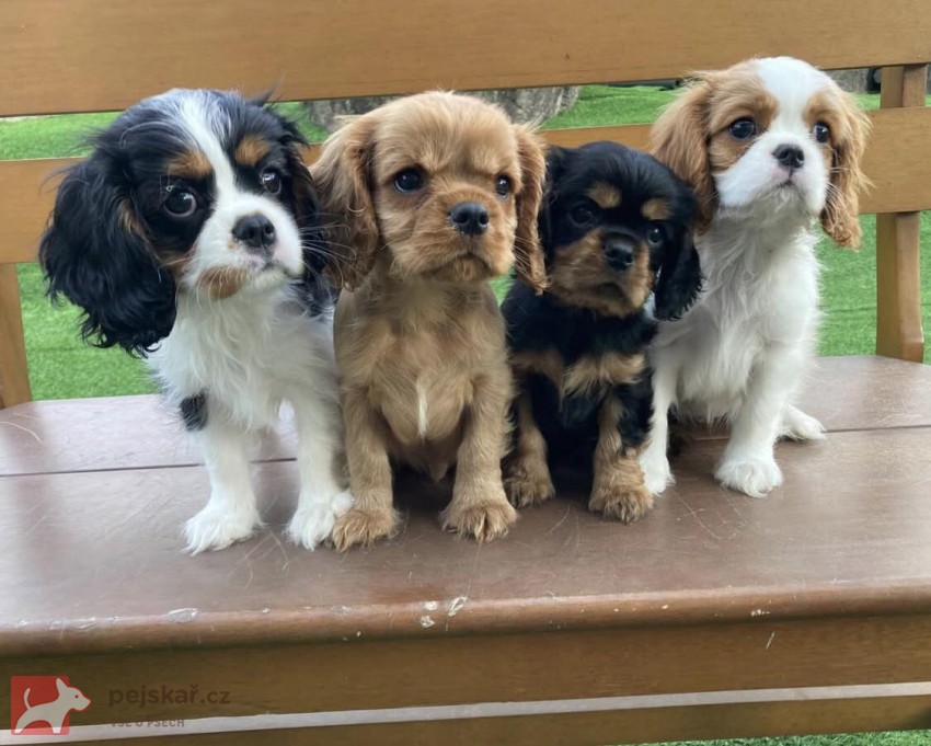 Štěňátka Kavalír King Charles španěl
