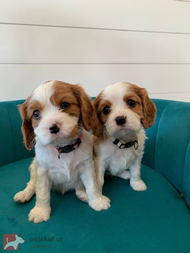 Štěňátka Kavalír King Charles španěl