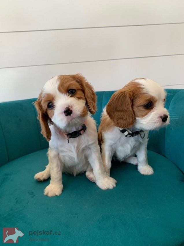 Štěňátka Kavalír King Charles španěl
