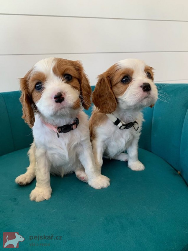 Štěňátka Kavalír King Charles španěl