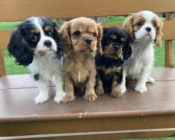 Inzerce psů Štěňátka Kavalír King Charles španěl