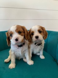Štěňátka Kavalír King Charles španěl