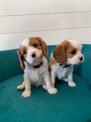 Štěňátka Kavalír King Charles španěl