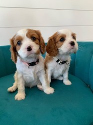 Štěňátka Kavalír King Charles španěl