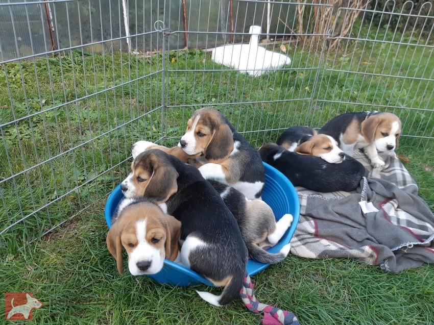 Koupit čistokrevná štěňata bígla