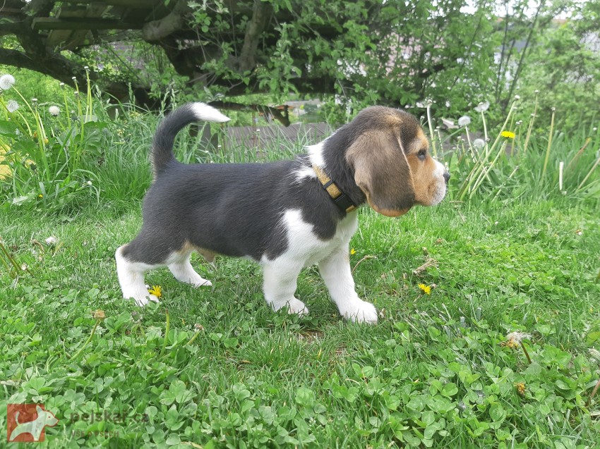 Koupit čistokrevná štěňata bígla