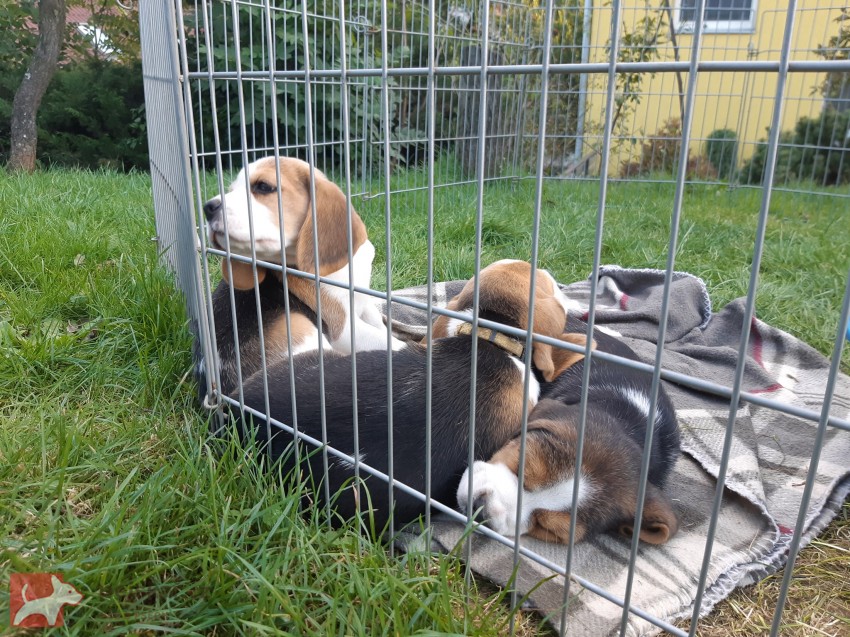 Koupit čistokrevná štěňata bígla