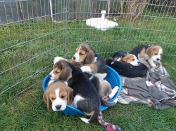 Inzerce psů Koupit čistokrevná štěňata bígla