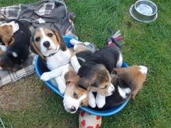 Koupit čistokrevná štěňata bígla