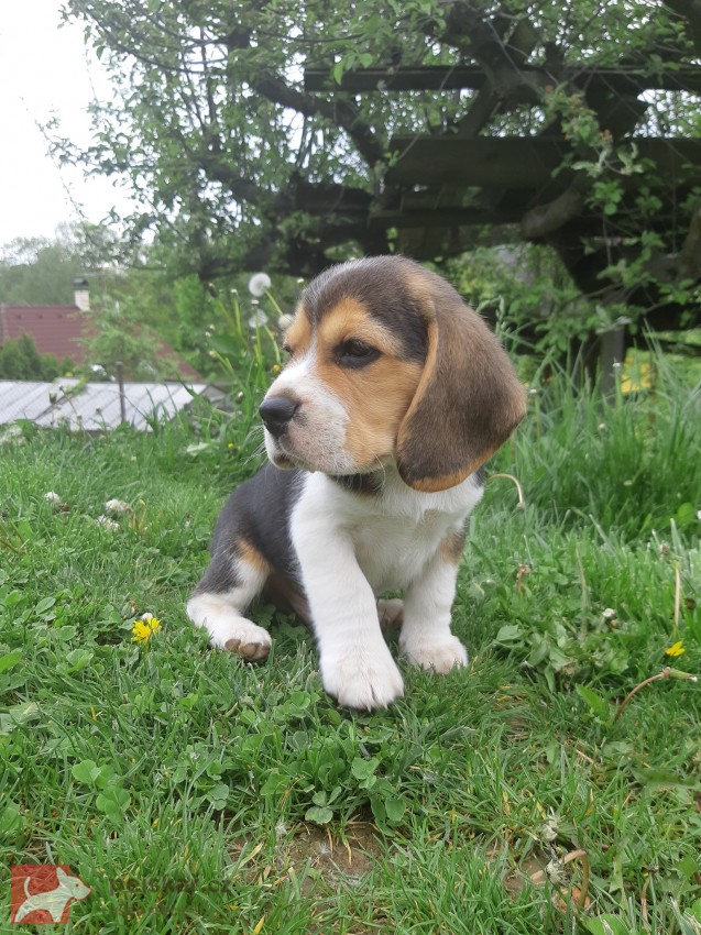 K dispozici úžasná štěňata bígla.