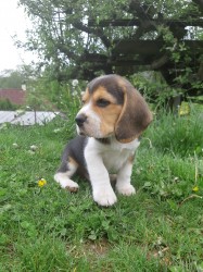 K dispozici úžasná štěňata bígla.