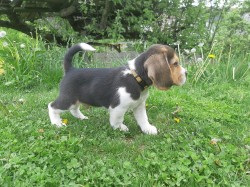 K dispozici úžasná štěňata bígla.