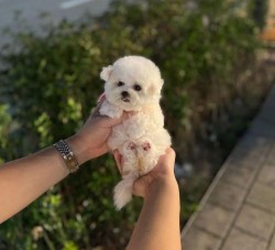 Inzerce psů Prodáme rozkošného Bišonek