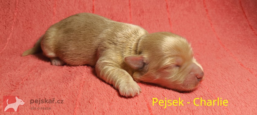 Havanský psík s PP