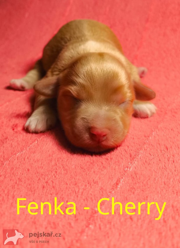 Havanský psík s PP