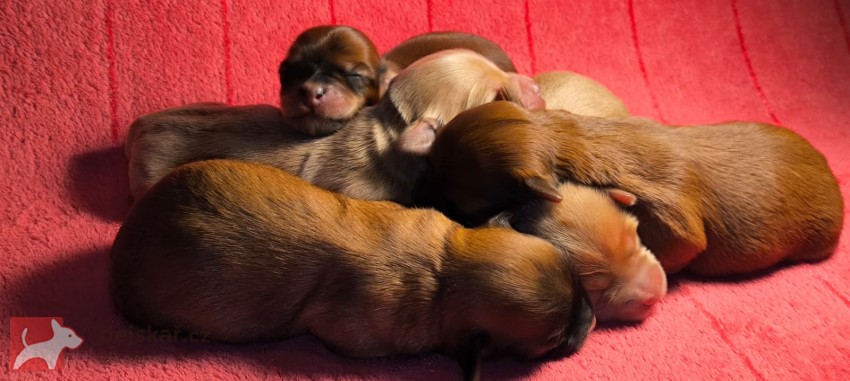 Havanský psík s PP