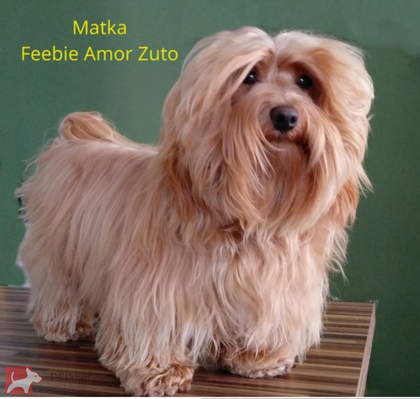 Havanský psík s PP