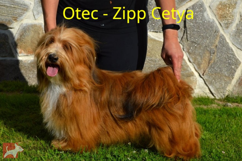 Havanský psík s PP