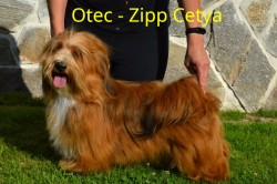 Havanský psík s PP