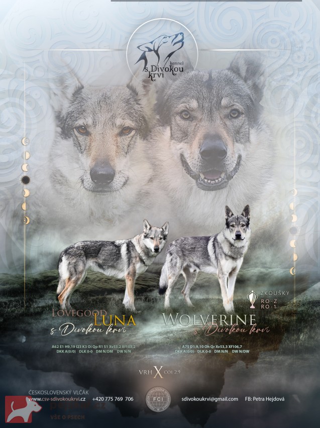Československý vlčák s PP