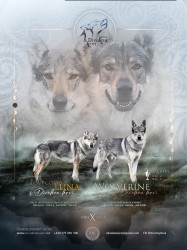 Československý vlčák s PP