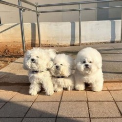 Inzerce psů Prodáme rozkošného Bišonek